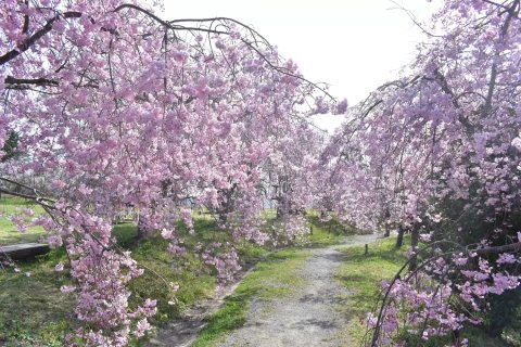 🌸 타케베 삼림 공원 (타케베노모리코엔) 이미지 6